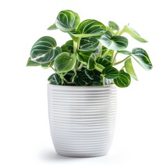 Wall Mural - A Green Peperomia in a white pot, no shadow, isolated on white background