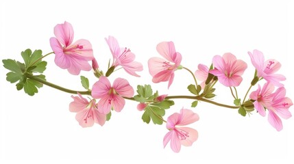 Wall Mural - Pink Wild Geranium Flowers Isolated on White Background, Generative AI