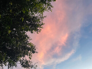 Wall Mural - tree with beautiful sunset sky.