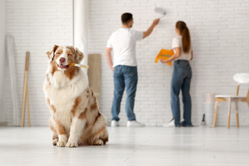 Canvas Print - Cute dog with brush in front of couple painting wall in their new home