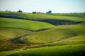 Wall Mural - Sheep Pasture in Southland Region - New Zealand