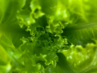 Fresh green lettuce close-up. Green fresh background. Banner. selective focus