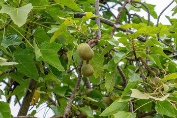 Dole Plantation, Oahu, Hawaii，Aleurites moluccanus, the candlenut, flowering tree in the spurge family, Euphorbiaceae, candleberry, Indian walnut, kemiri, varnish tree, nuez de la India, buah keras, 