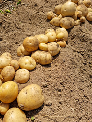 Wall Mural - Fresh potatoes on the farm.