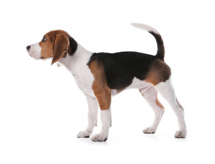Wall Mural - Cute Beagle puppy on white background. Adorable pet