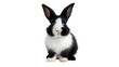 © The Stock Guy - Black and white rabbit isolated on transparent background