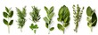 © Mr image - 3. Produce a professional-grade image set featuring a variety of fresh summer herbs in PNG format, each meticulously isolated with a transparent background and arranged in a flat lay composition.