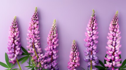 Poster - Summer banner with pink lupine flowers on a purple background