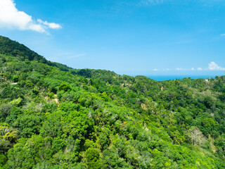 Aerial view Drone camera top view rainforest trees ecology with healthy environment concept and summer background,Green environment background