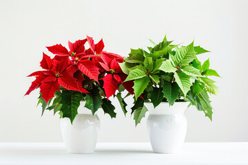 Wall Mural - Red and green plants in white vases, isolated on a white background, two red and one green.