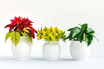 Wall Mural - Red plant in a white vase, yellow plant in a white vase, and green plant in a white pot, isolated on a white background.