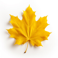 Wall Mural - Colorful autumn maple leaf cut out