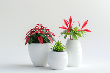 Wall Mural - Two small red plants in white vases and one green plant in a white vase, isolated on a white background.