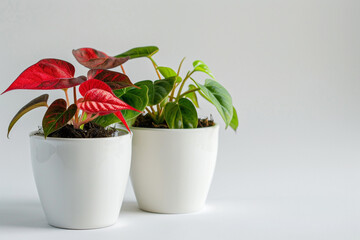 Wall Mural - Two small red and one green plant in white pots, isolated on a white background.