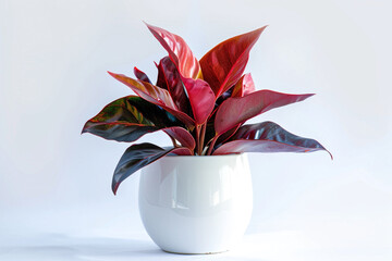 Wall Mural - Vibrant red plant in a stylish white pot, isolated on a clear white backdrop.
