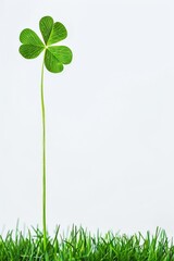 Wall Mural - Isolated green grass with the clover leaf on white background,copy space. 