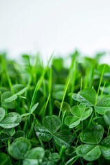 Wall Mural - Isolated green grass with the clover leaf on white background,copy space. 