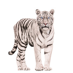 Poster - Glittery tiger png, surreal sticker, animal on transparent background