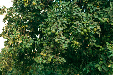 Green mandarins grow on tree. Unripe citrus mandarin on green branch. Tropical background.