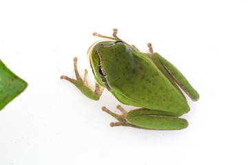 hyla tree frog, green frog close-up