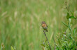 © Александра Плискова - A small field bird with prey in the form of a grasshopper