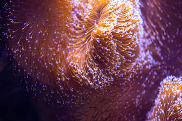 Wall Mural - Beautiful sea anemones growing in the aquarium in Germany. Underwater scenery.