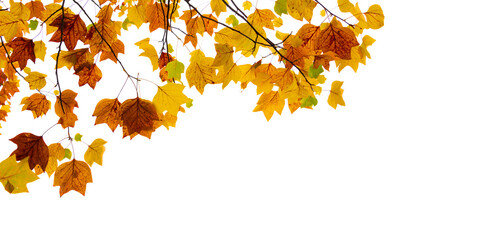 Wall Mural - colorful autumnal leaves isolated on white background. tree and branches in fall, png web banner