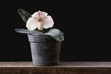 Wall Mural - Closeup view of creamy white and red flower of lady slipper orchid paphiopedilum godefroyae var ang-thong in pot isolated on black background