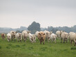 © dachux21 - Beautiful cows grazing in the misty pasture during summer morning. Rural scenery of Latvia, Northern Europe.