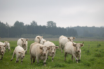 Wall Mural - Beautiful cows grazing in the misty pasture during summer morning. Rural scenery of Latvia, Northern Europe.