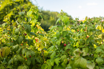 Wall Mural - close up of branch of ripe raspberries in a garden. High quality photo