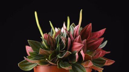 Poster - Peperomia Caperata Rosso plant rotating over black background. Growing plant in a pot close up. Beautiful houseplant, macro shot