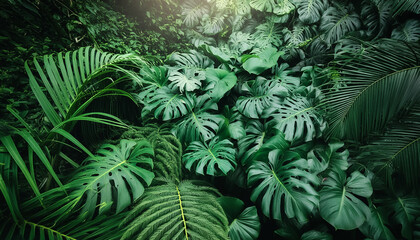 Wall Mural - Nature leaves, green tropical forest, backgound concept with a beautiful pattern.