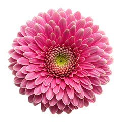 Wall Mural - pink gerber daisy flower