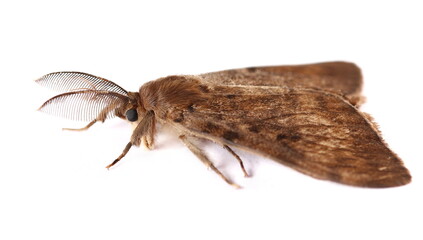 Wall Mural - Spongy Moth (Lymantria dispar), isolate on white, top view
