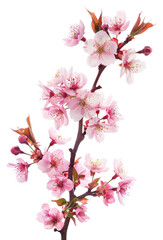 Wall Mural - PNG Cherry blossom branch flower plant white.