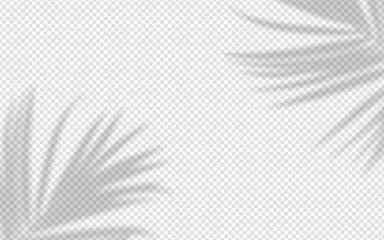 Wall Mural - shadow overlay from a palm tree branch isolated on a transparent background.