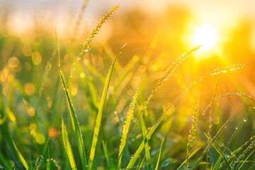 Wall Mural - Grass field at sunrise with dew on the blades