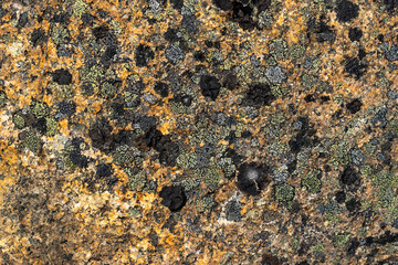 Wall Mural - Natural texture of a stone covered with lichen. Lichenes patterns on a rock surface. Natural background. Closeup top view. The nature of the Arctic. Polar region.
