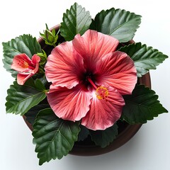 Wall Mural - Hibiscus flower in flower pot isolated on white background with shadow. Pink hibiscus flower with green luscious leaves on white background. Summertime flower of hibiscus