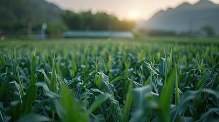 Aufkleber - Close-up of a lush green cornfield at sunrise with mountains in the background. New day in a tranquil agricultural landscape.