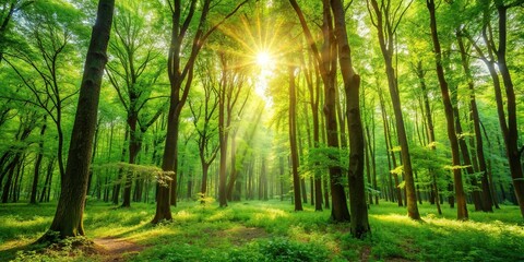 Wall Mural - A lush forest with vibrant green trees basking in sunlight, nature, forest, trees, sunlight, greenery, landscape