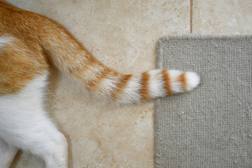 Wall Mural - Ginger cat tail. Cat laying on the floor at home. Happy tabby cat sitting in a house.