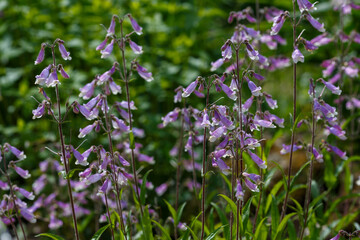 Wall Mural - Penstemon hirsutus is a species of flowering plant in the plantain family known by the common name hairy beard-tongue. Bumblebee collects pollen and nectar on flowers Penstemon hirsutus