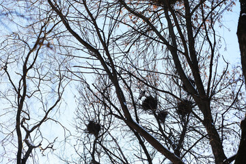 Winter Trees with Bird Nests Against Blue Sky in a Tranquil Forest