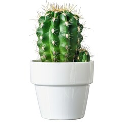 Wall Mural - A Green Spiny Cactus in a white pot, no shadow, isolated on white background 