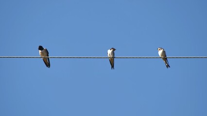 Village swallows sit on power lines in the summer.