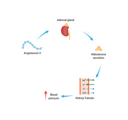 Wall Mural - Angiotensin II acts on adrenal gland. Aldosterone secretion. Renin-Angiotensin-Aldosterone System, RAAS. Blood pressure regulation. Vector illustration.