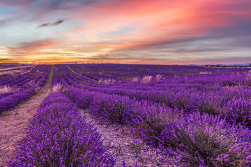 Wall Mural - wonderful nature landscape, amazing sunset scenery with blooming lavender flowers. moody sky, pastel