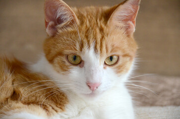 Wall Mural - Felis silvestris forma catus, Domestic-cat, red-white, lying